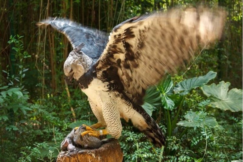The bird of prey-harpy eagle