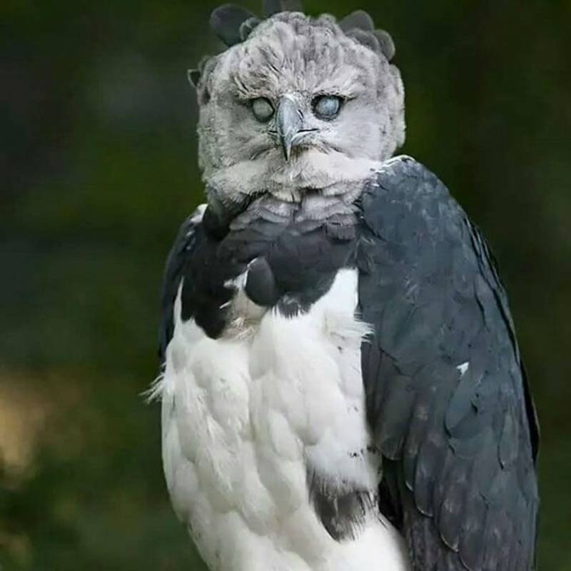 Harpy eagle-largest eagle in the world