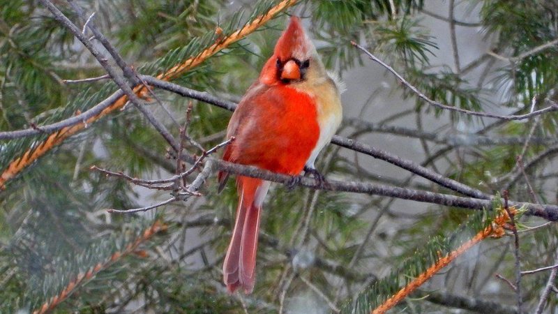 Incredibly Rare Half Male, Half Female Bird, half male half female cardinal 