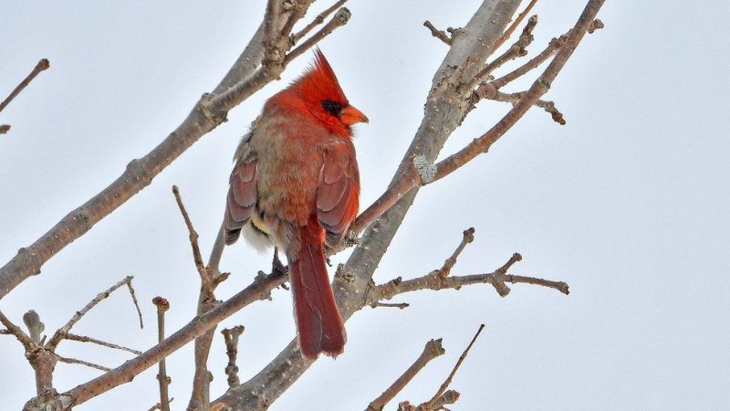 half male half female cardinal 