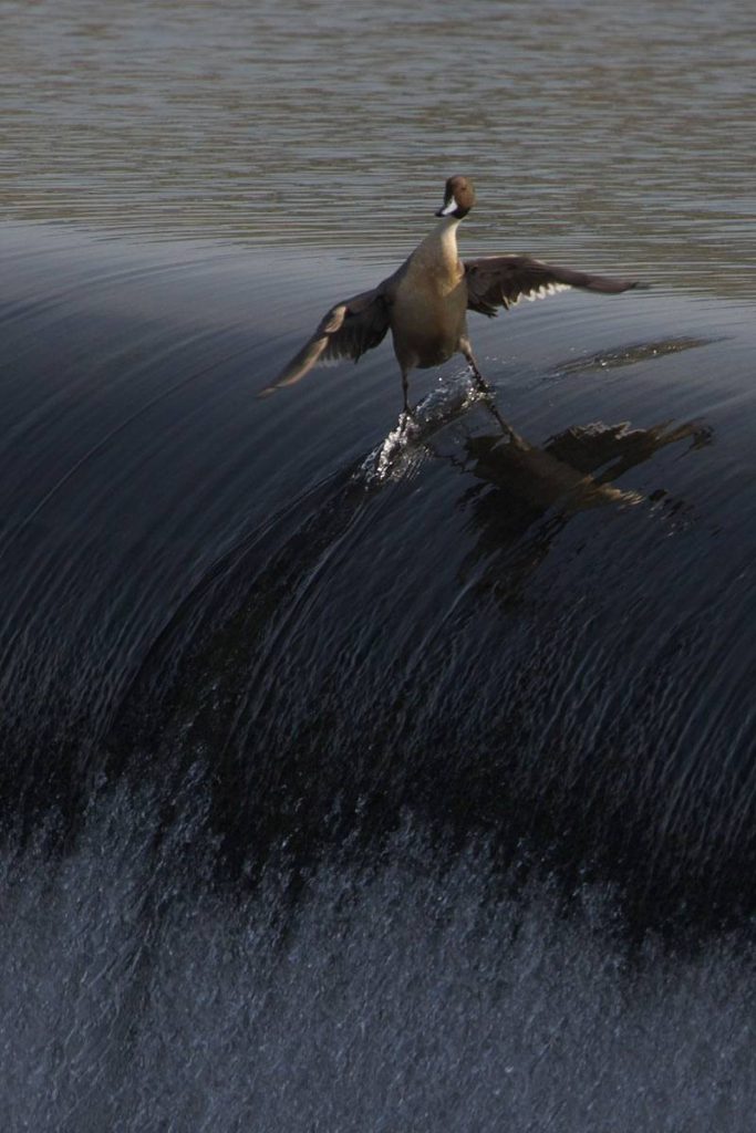 Surfing ducks