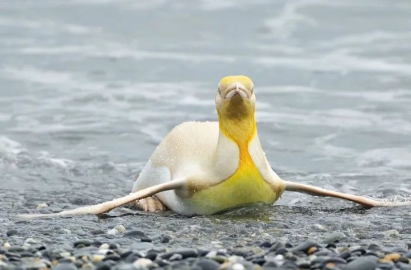 yellow penguin
