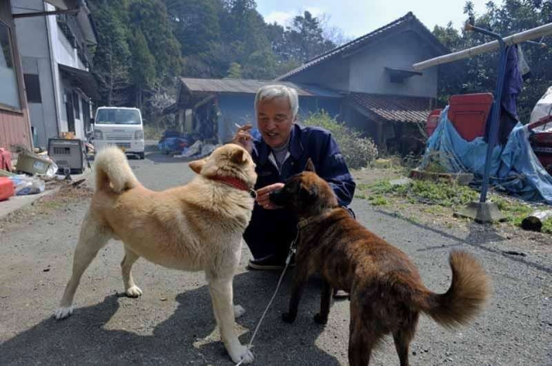 Two Men Still Care For All The Pets Left Behind During Fukushima Nuclear Disaster 5