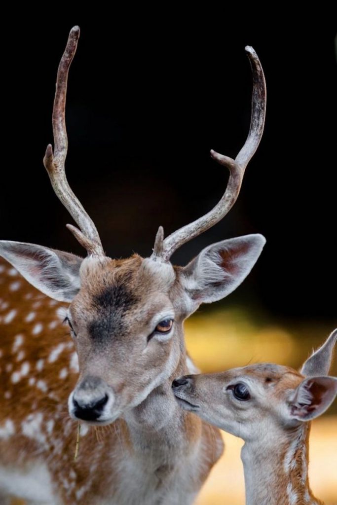 deer wildlife photographer