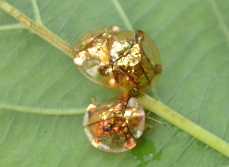 golden tortoise beetle