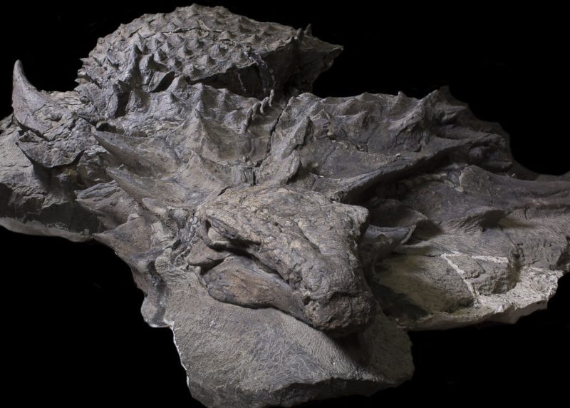 Miners Accidentally Find The First Perfectly Preserved Dinosaur Fossil