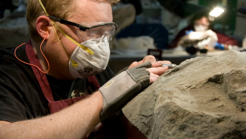 Miners Accidentally Find The First Perfectly Preserved Dinosaur Fossil