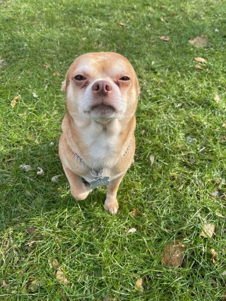 The 'Demonic' Chihuahua Whose Adoption Ad Went Viral, Finds His Home