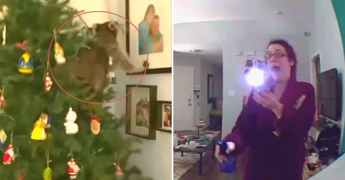 Florida Woman Wakes Up To Find Raccoon On Her Christmas Tree