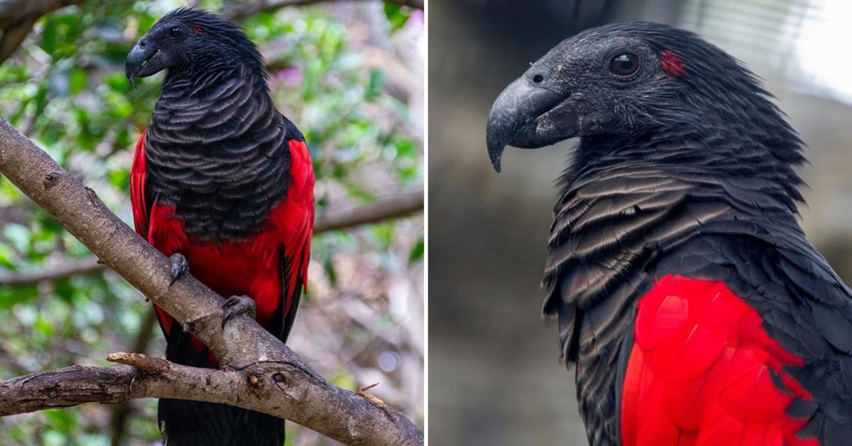 There Is A Dracula Parrot That Looks As Gothic As It Sounds