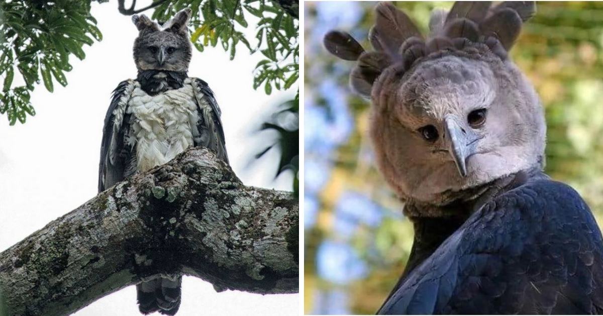 This Harpy Eagle Is So Big, It Looks Like A Human In A Bird Costume