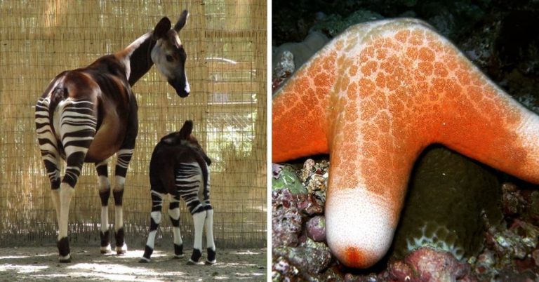 Rare Animals You Probably Didn't Know Exist | Munchable