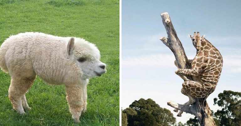 This Instagram Account Features Images Of Animals Without Necks