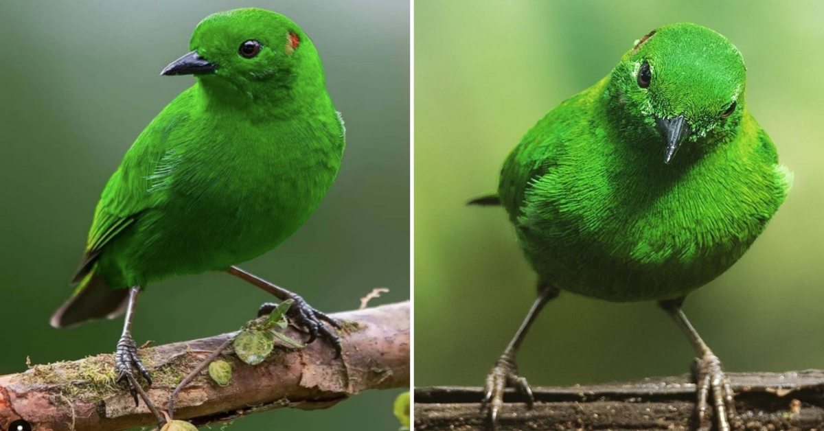 Glistening-Green Tanager - A Bird So Bright, It Might Shine In The Night