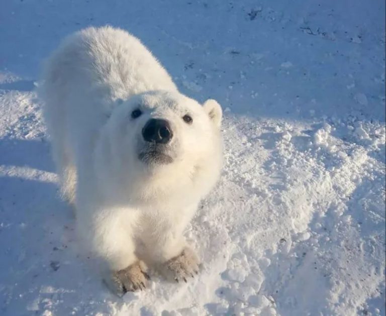 Arctic Miners Rescue The Cutest Orphaned Polar Bear Cub