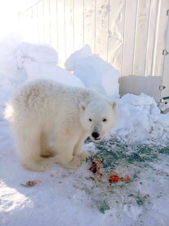 Arctic Miners Rescue The Cutest Orphaned Polar Bear Cub