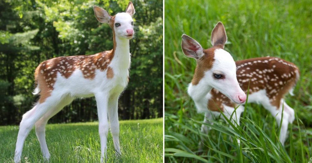 Deer With Rare Condition 'Piebaldism', Becomes A Star At His New Home